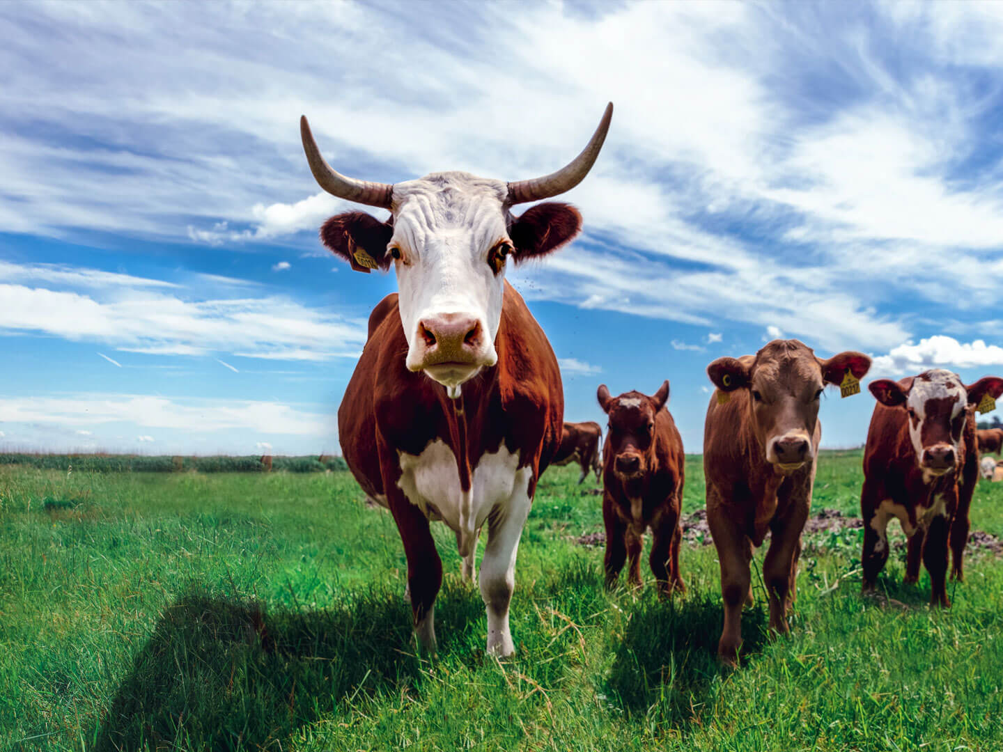 Free Range Cattle Farming